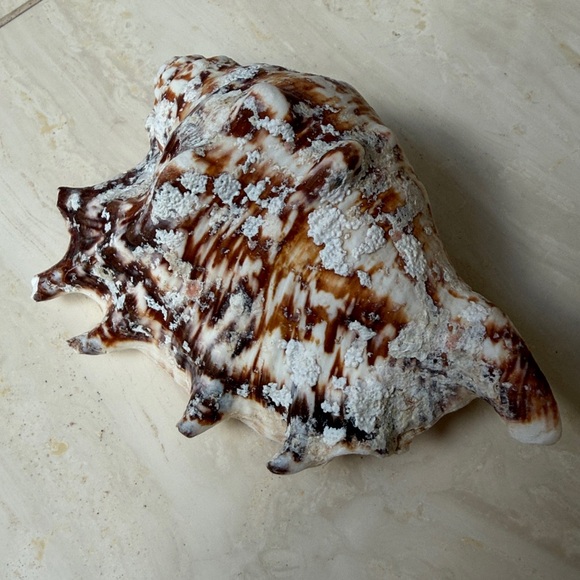 Medium Size Shells Not Found In Typical Souveneir Packs - Picture 15 of 16